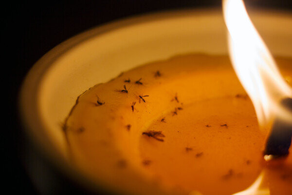 Citronella candles with dead mosquitoes in it