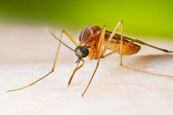 Adult female Culex mosquito taking a blood meal. (