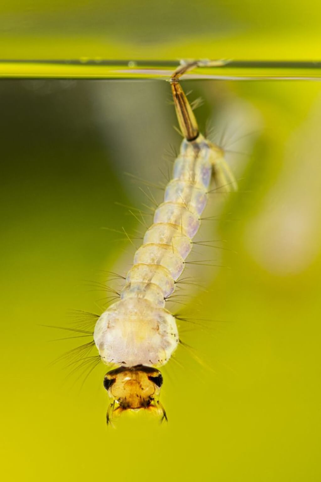 Culex mosquito larva in standing water.