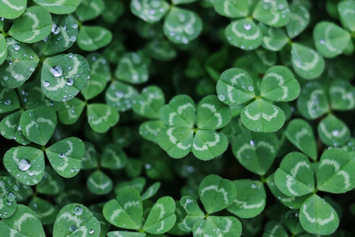 Four-leaf clover in a patch