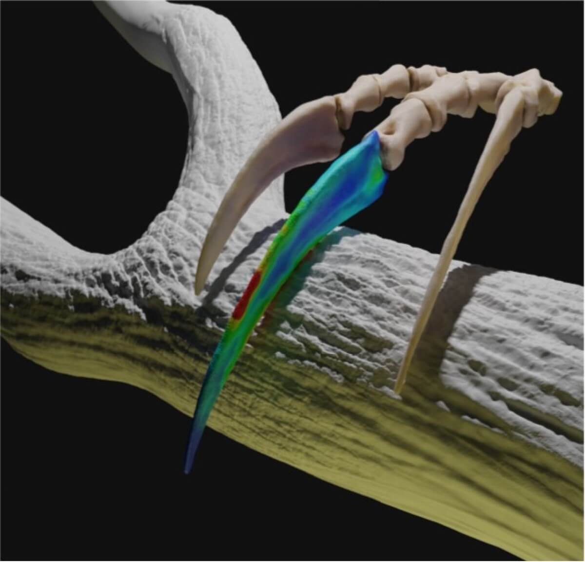 Therizinosaurs claws