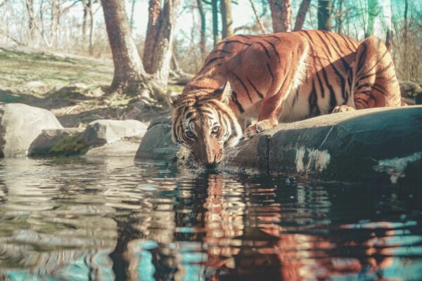 Tiger at the Bronx Zoo in New York City.