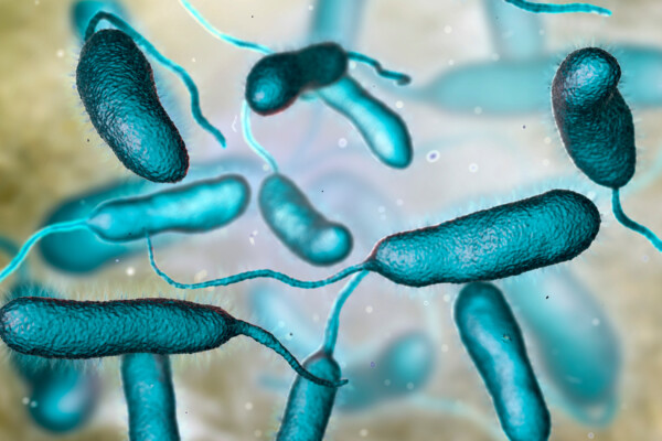 Flesh-eating bacterium Vibrio vulnificus, the causative agent of serious seafood-related infections