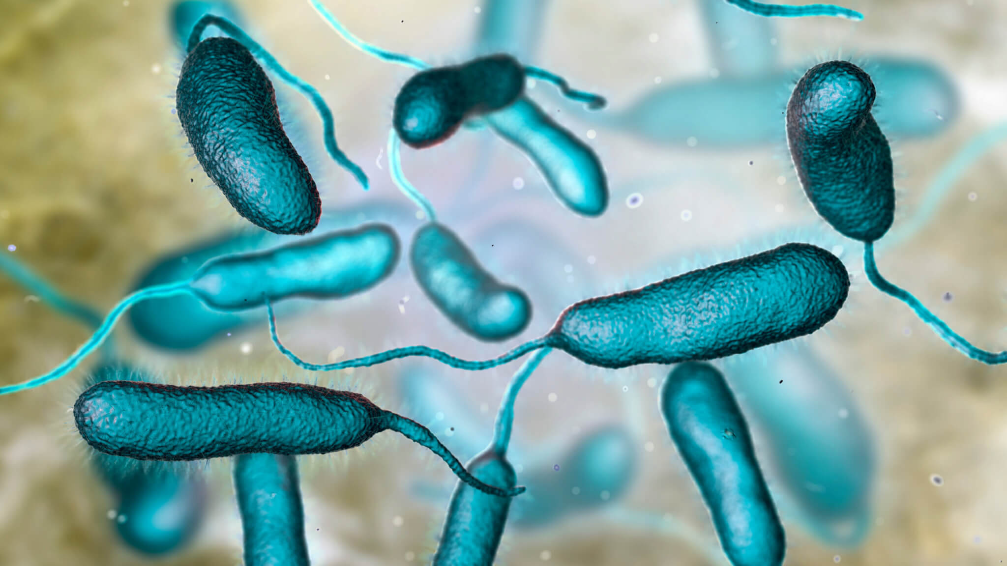 'Flesh-eating' bacteria spreading across East Coast could explode from ...