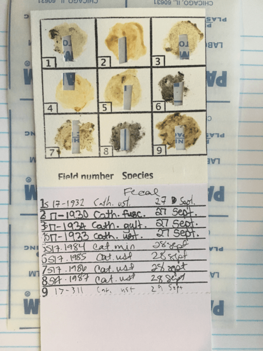 collection of bird poop samples