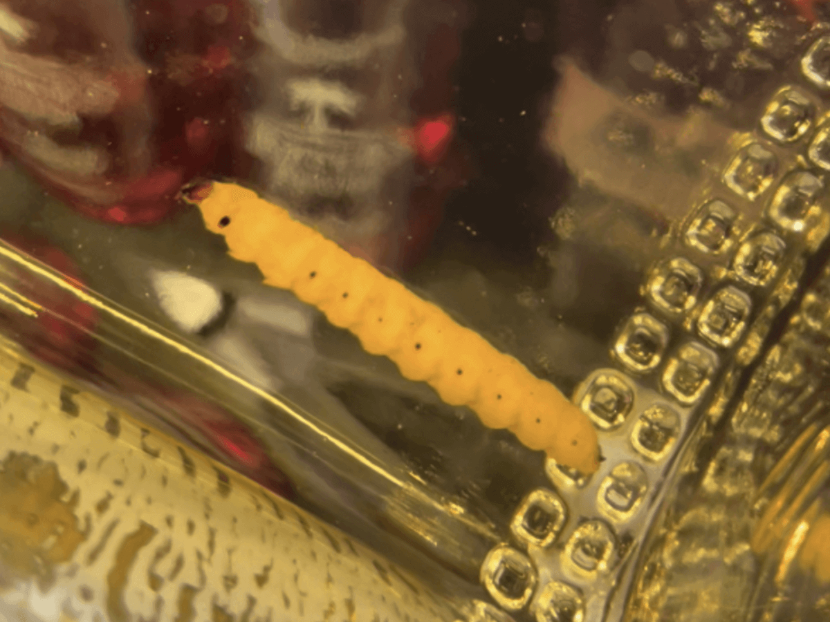 worm in mezcal