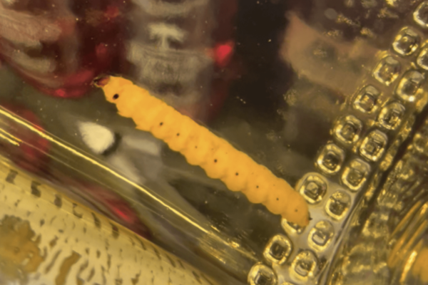 worm in mezcal bottle