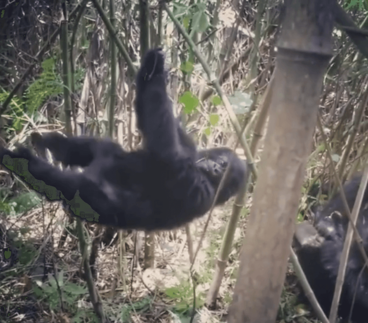 gorilla spinning