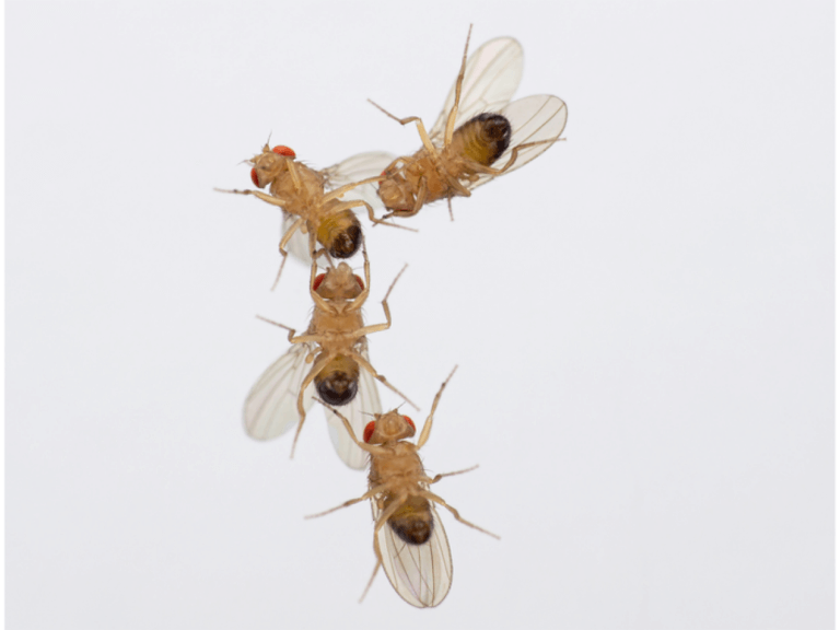 Buzzkill Insect Air pollution is a buzzkill for bugs, could lead to insect mass extinction