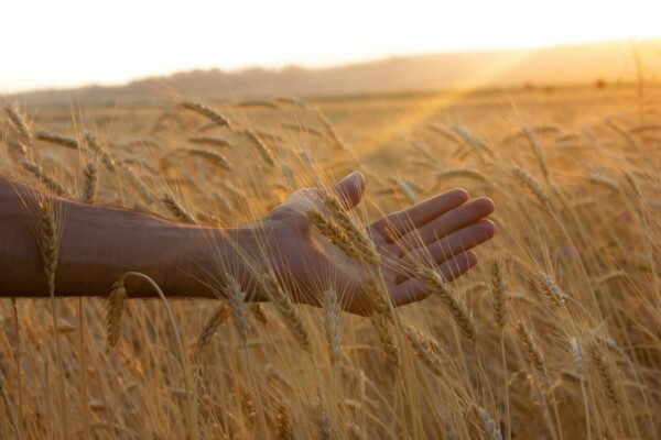 A person's hand among a field of wheat