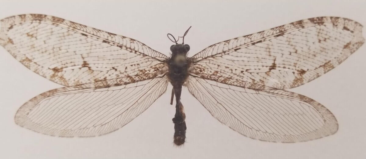 lacewing