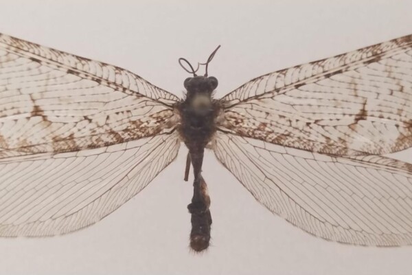 giant lacewing