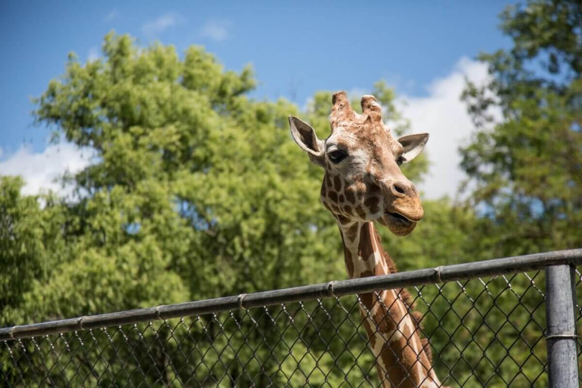 giraffe at the zoo