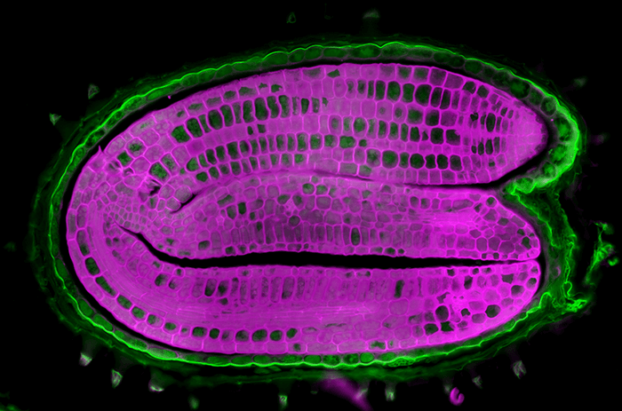close up image of plant seed with purple interior and outlined in green