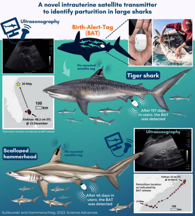 'Holy grail' of tracking technology may save sharks and their babies ...