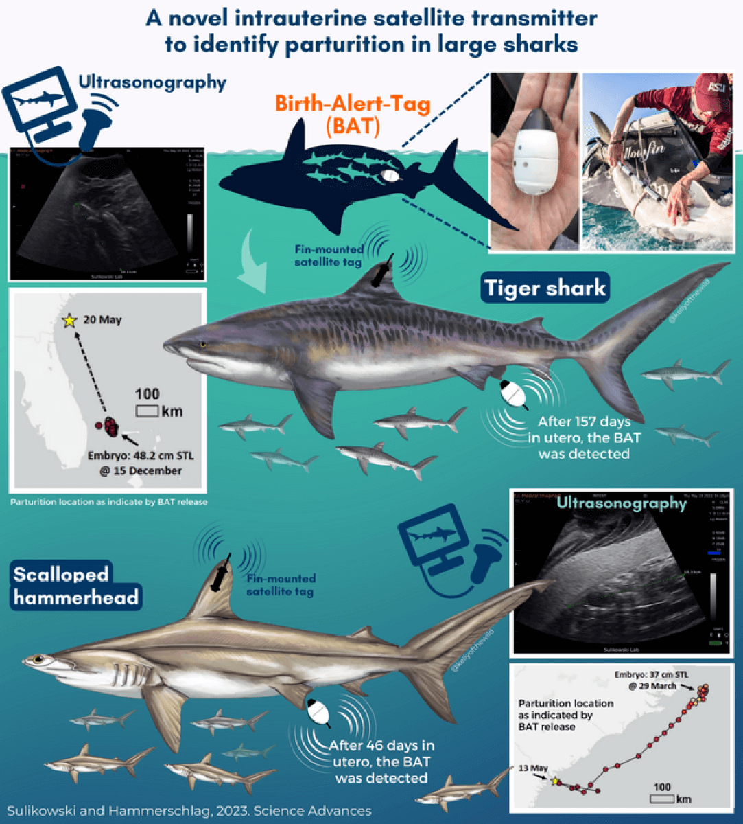 shark tracking