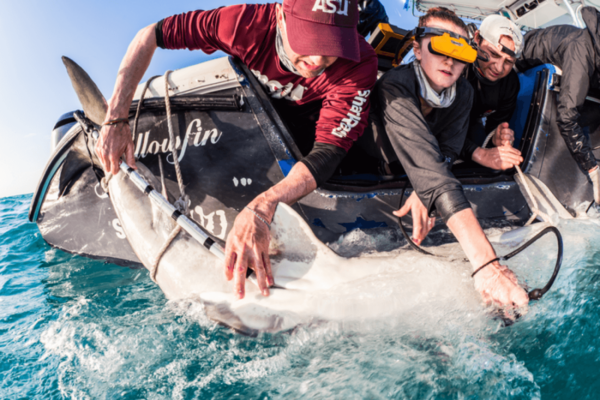 scientists tagging a pregnant shark