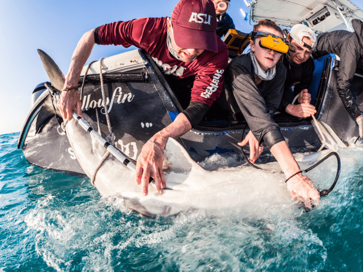 tagging pregnant shark