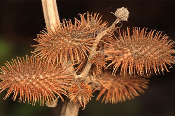 invasive weed Xanthium