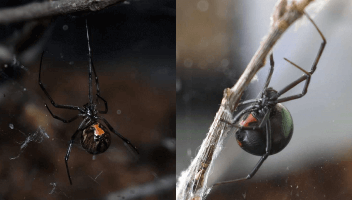 widows