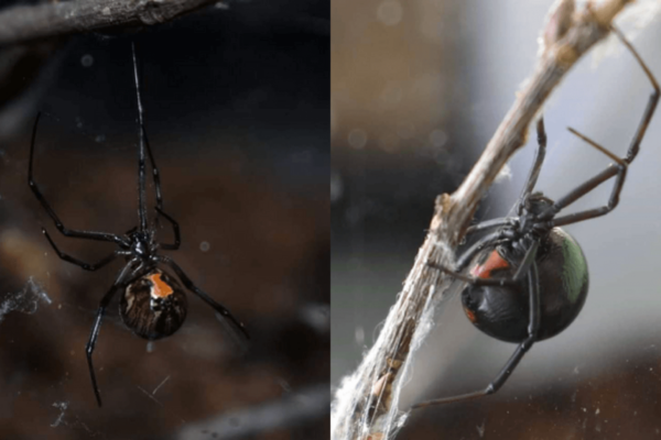 black and brown widow spiders