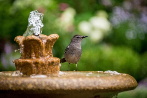 A bird standing in a bird bath with a fountain