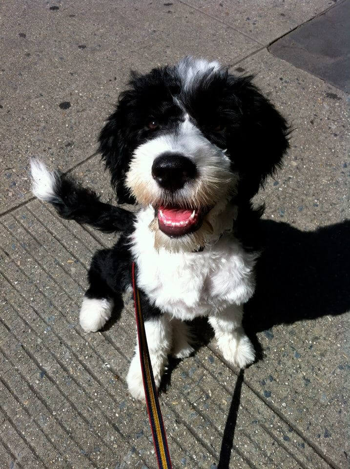 Portuguese Water Dog