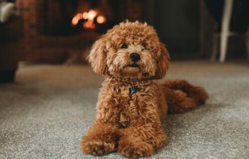 A poodle by a fire