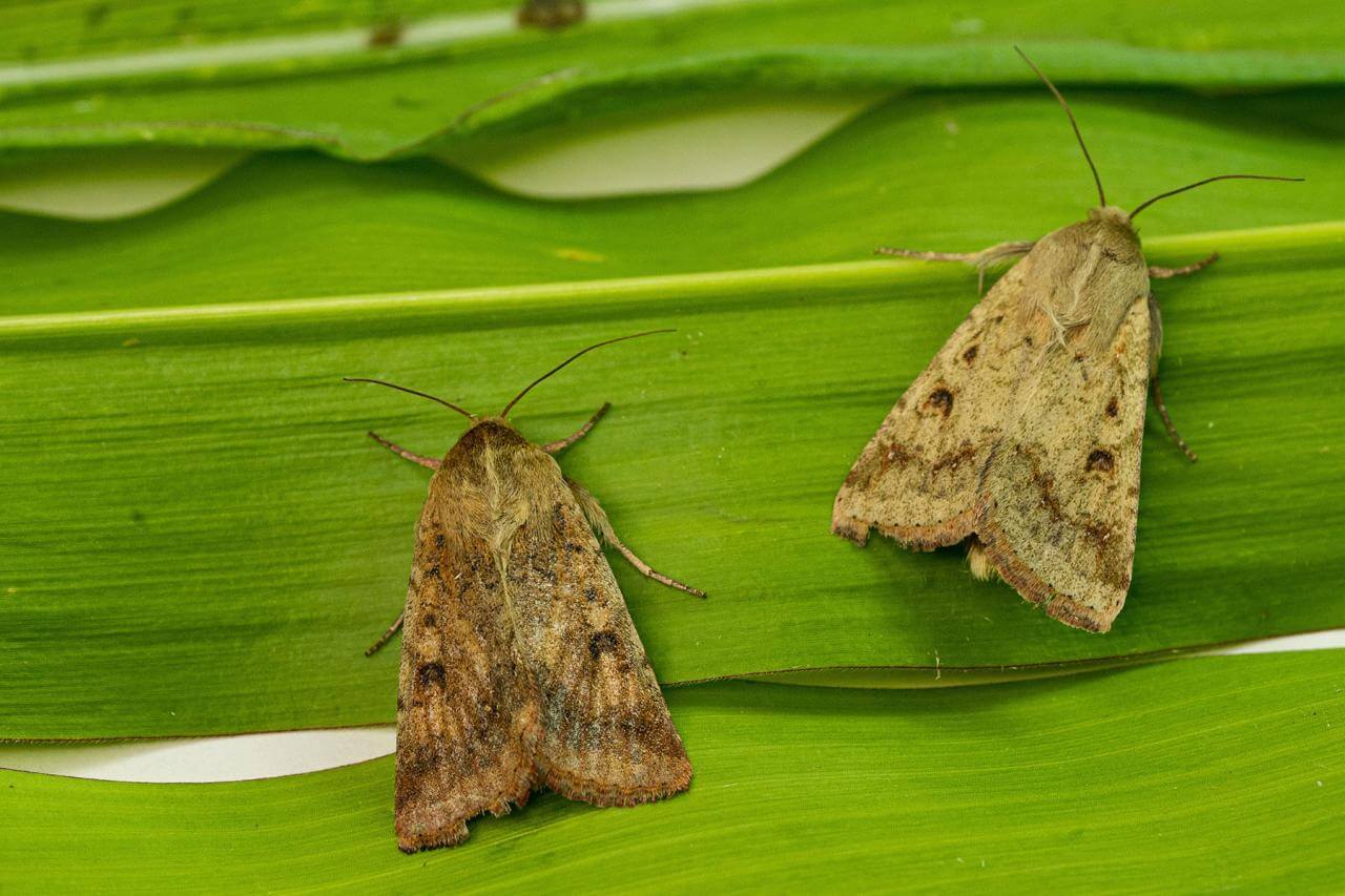 Cotton bollworm moth