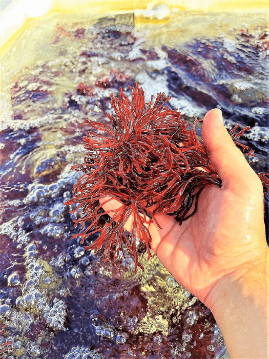 Enhanced seaweed