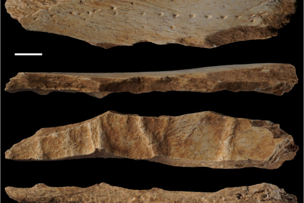 figure of punch board made from mammal hip bone used to cut through leather