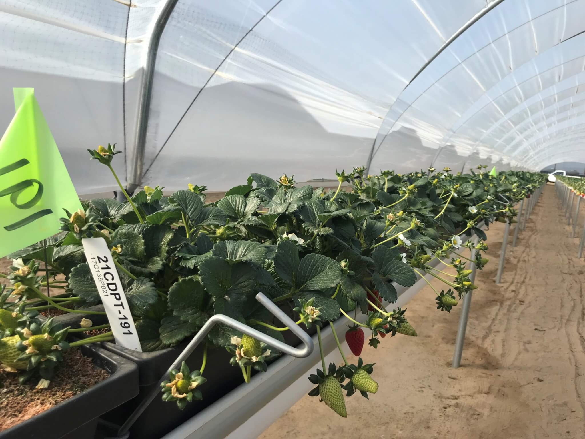Monarch strawberries growing in a greenhouse 