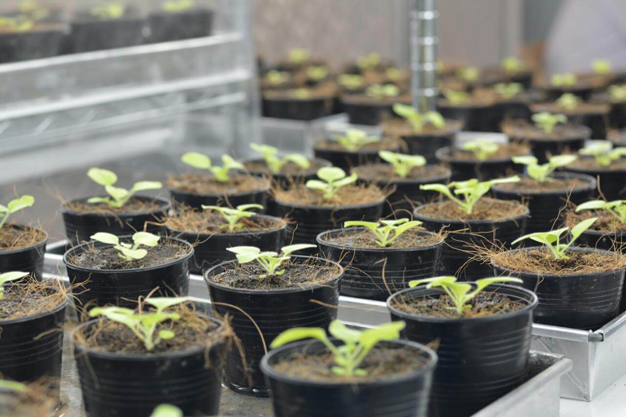 Tobacco plants