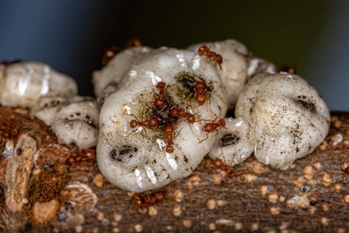 Higher Myrmicine Ants