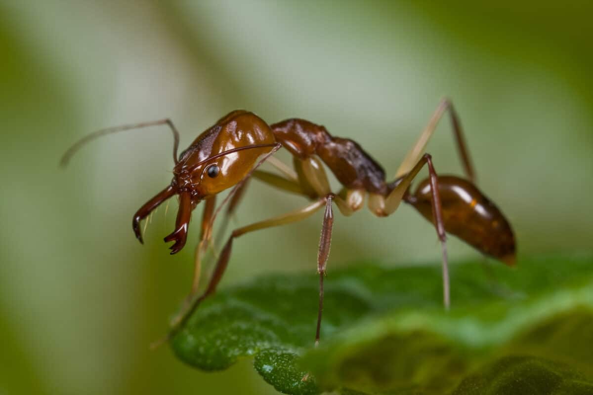 Trap-jaw ant