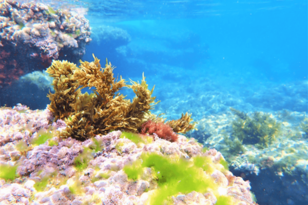 Underwater seaweed garden