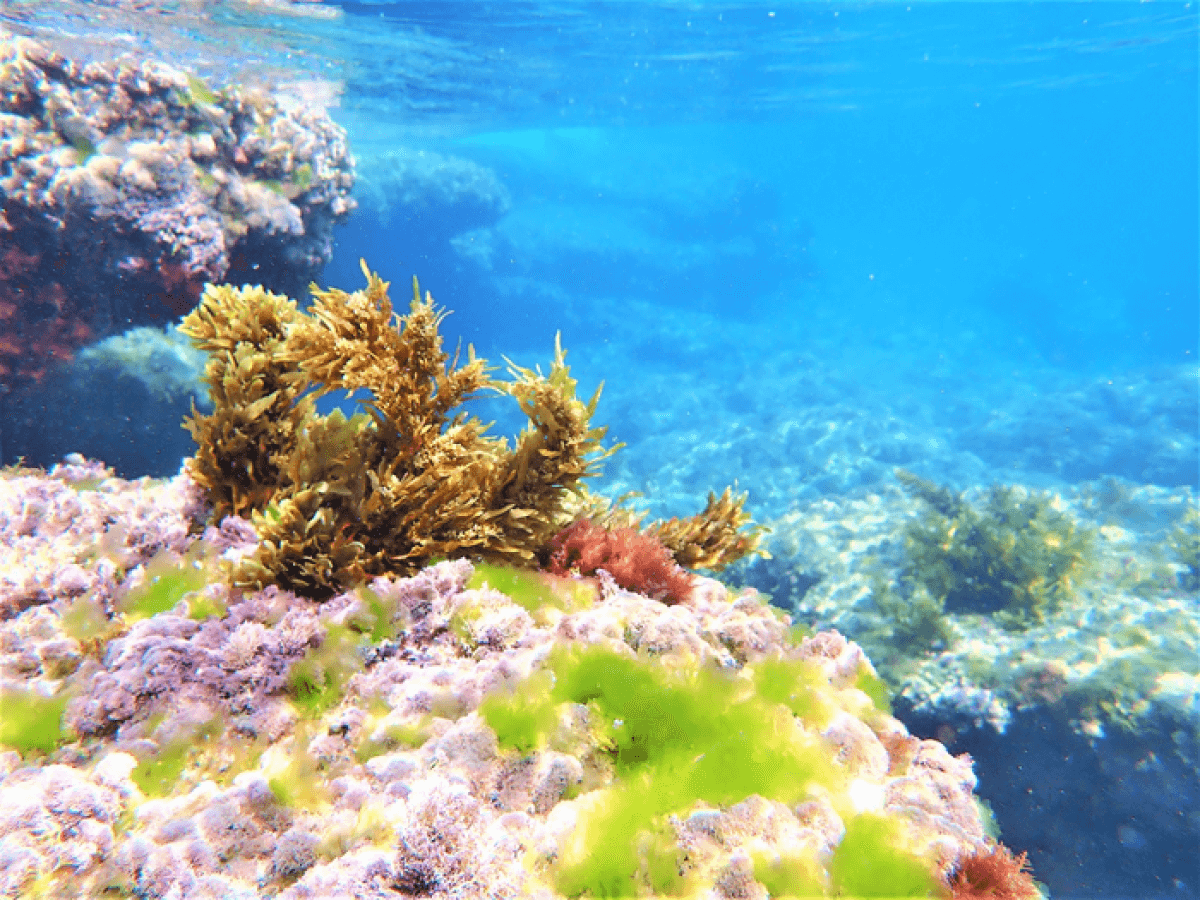 Underwater seaweed garden