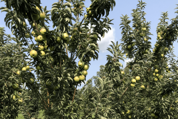 Unpruned yellow apples