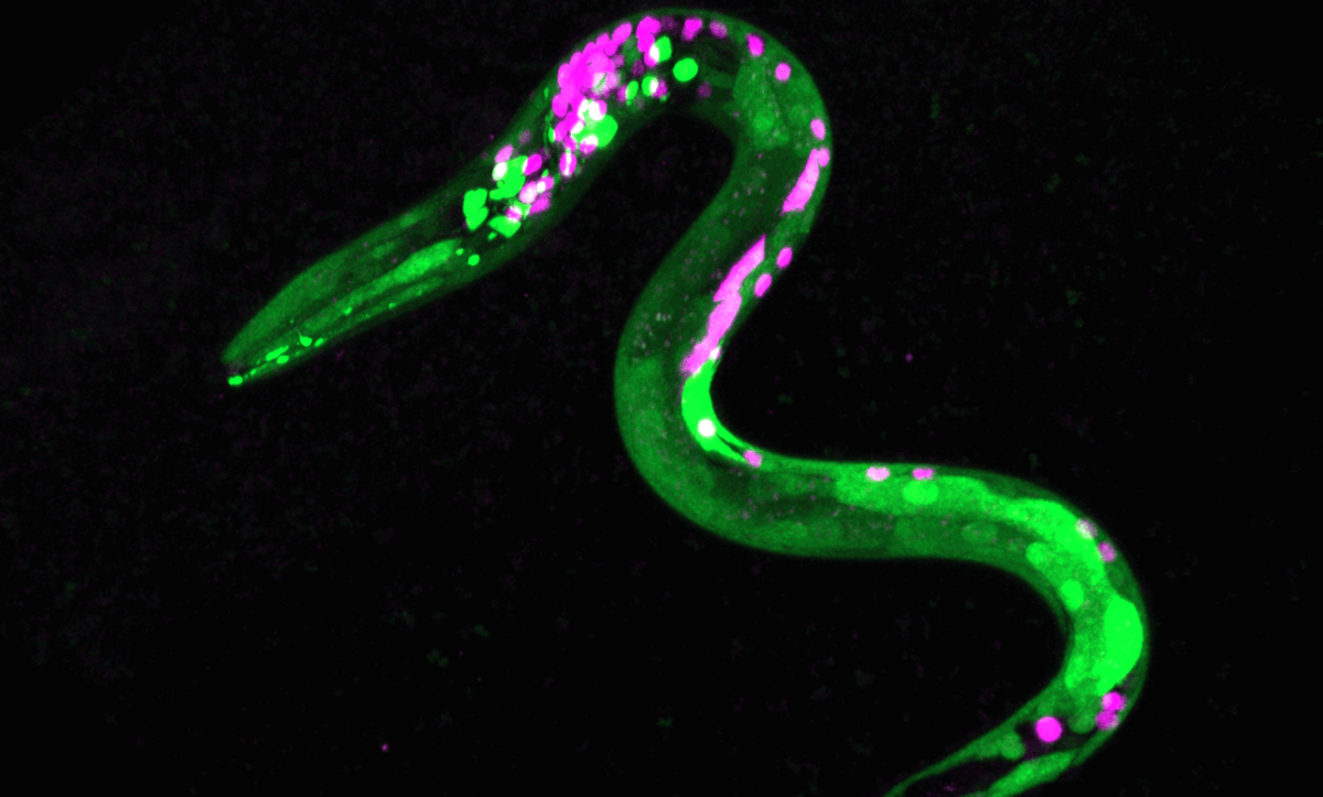 Worm reacts to marijuana exposure