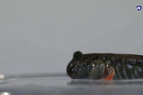 blinking fish