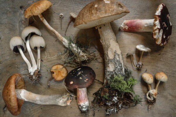 Different types of mushrooms