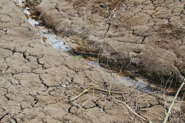 drought brown soil with plants