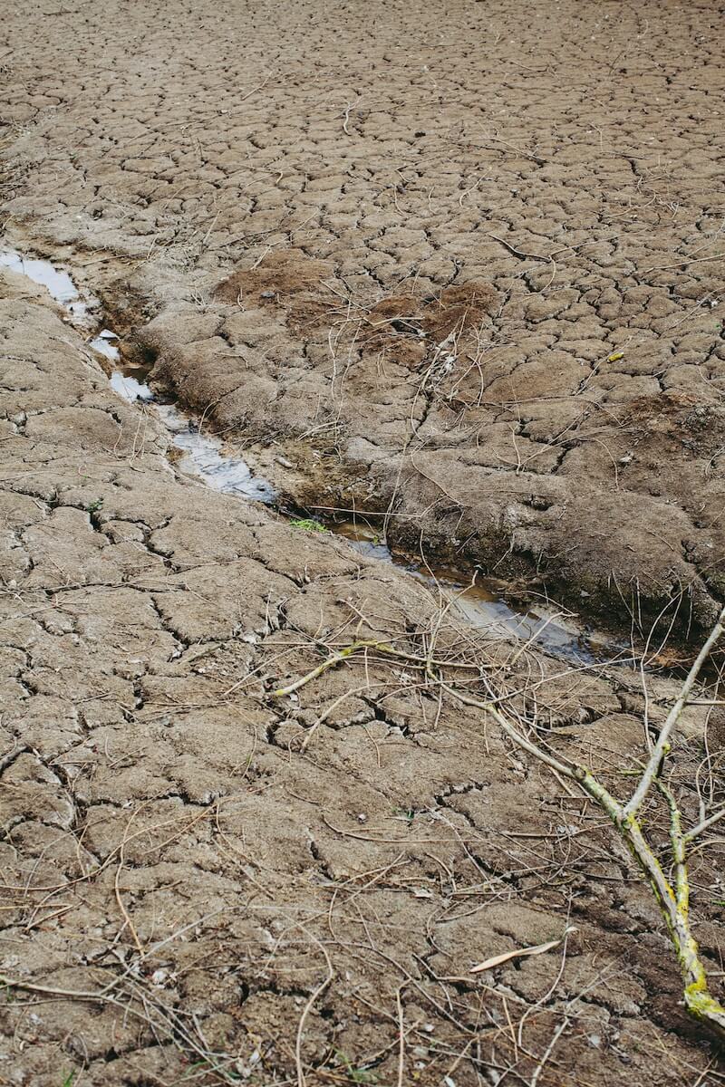 drought brown soil with plants