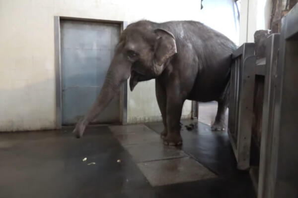 elephant banana peeling