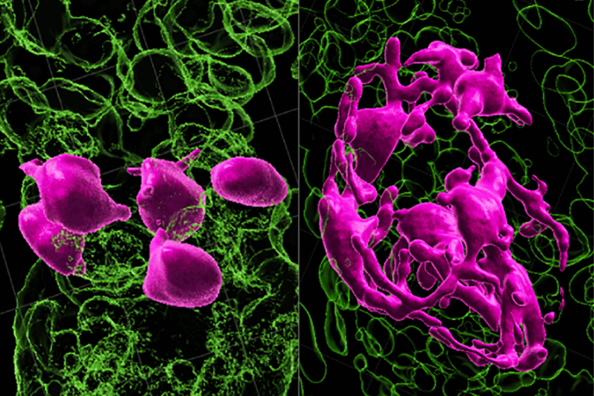 hair coloring stem cells