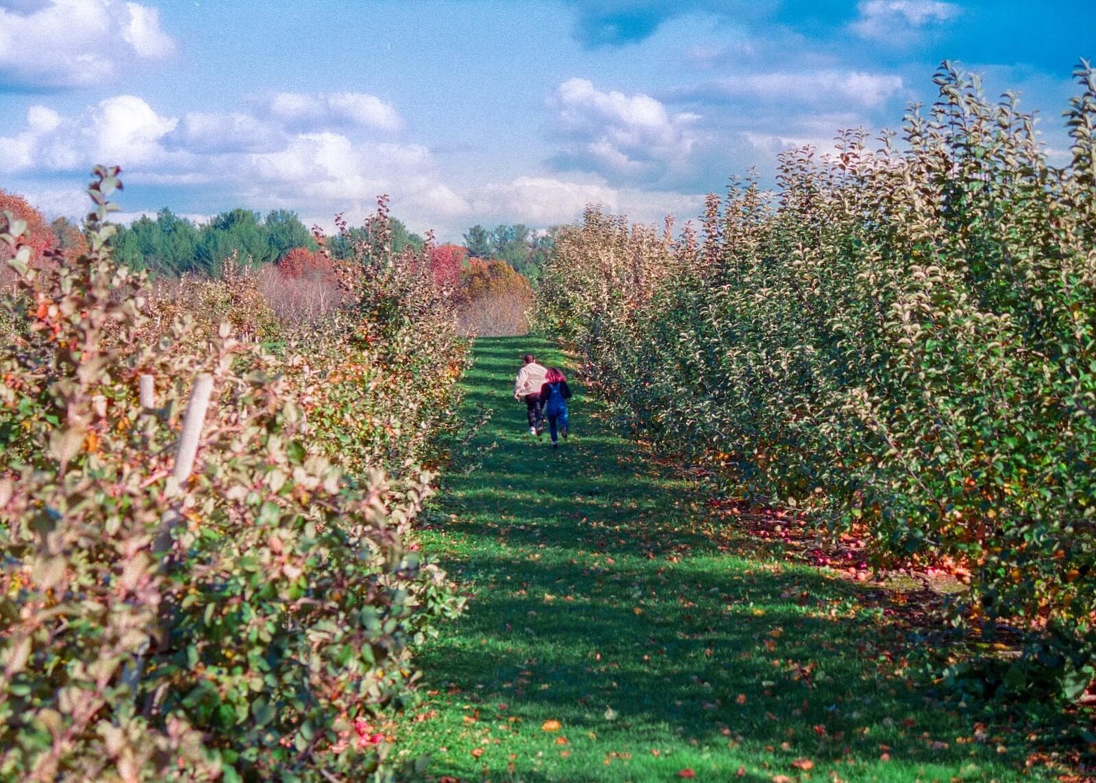 Sunnycrest Farms' orchard in Londonderry, New Hampshire