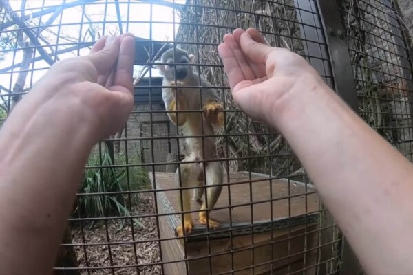 Researcher conducts a magic trick for a monkey in a cage