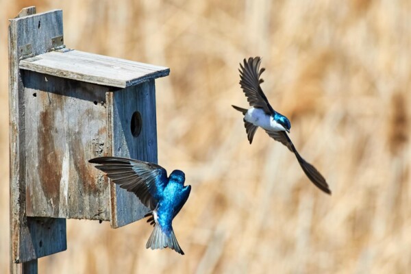 Two blue birds flying by a bird house