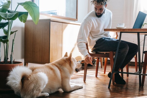 Man working from home, sitting at table with computer while his dog sits on the floor near him