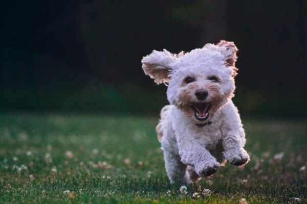 White dog running outside